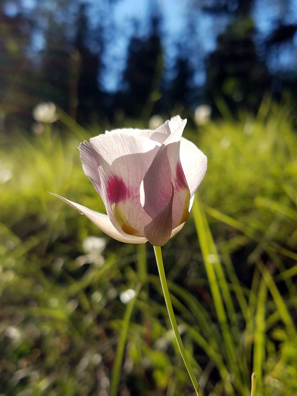 Wildflower,  Meadow,  Pobūdį,  Vasara,  Gėlė,  Žydi,  Žolė,  Žiedas, Nemokamos Nuotraukos,  Nemokama Licenzija