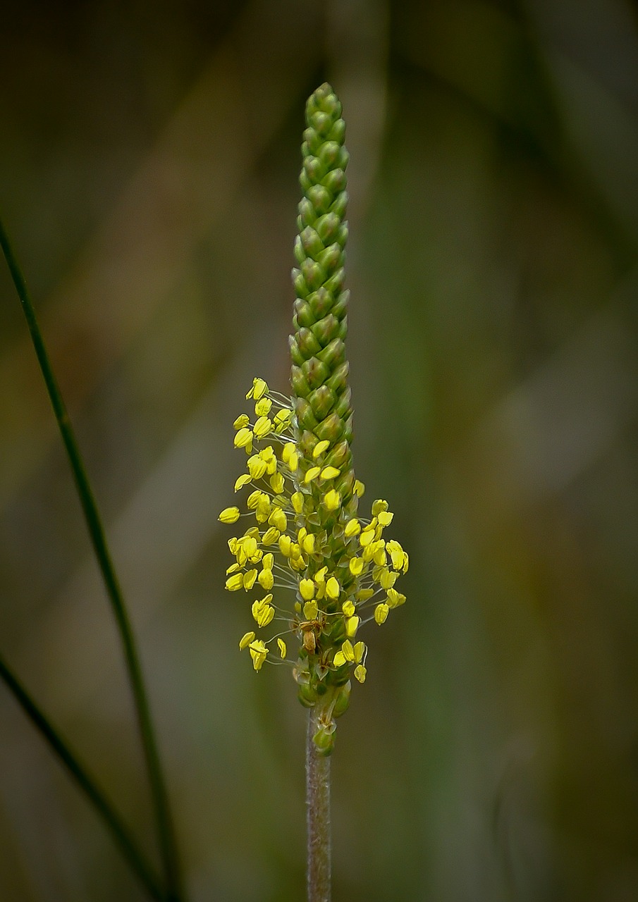 Wildflower, Geltona, Pieva, Gėlė, Gamta, Vasara, Žalias, Žolė, Gėlių, Spalva