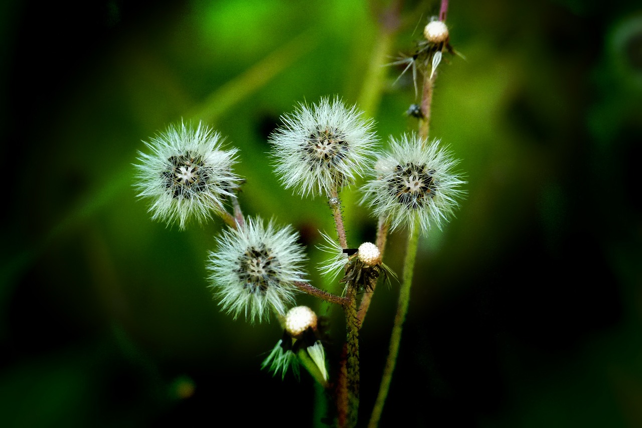 Wildflower, Gėlė, Augalas, Žydėti, Laukiniai, Gėlių, Makro, Gamta, Nemokamos Nuotraukos,  Nemokama Licenzija