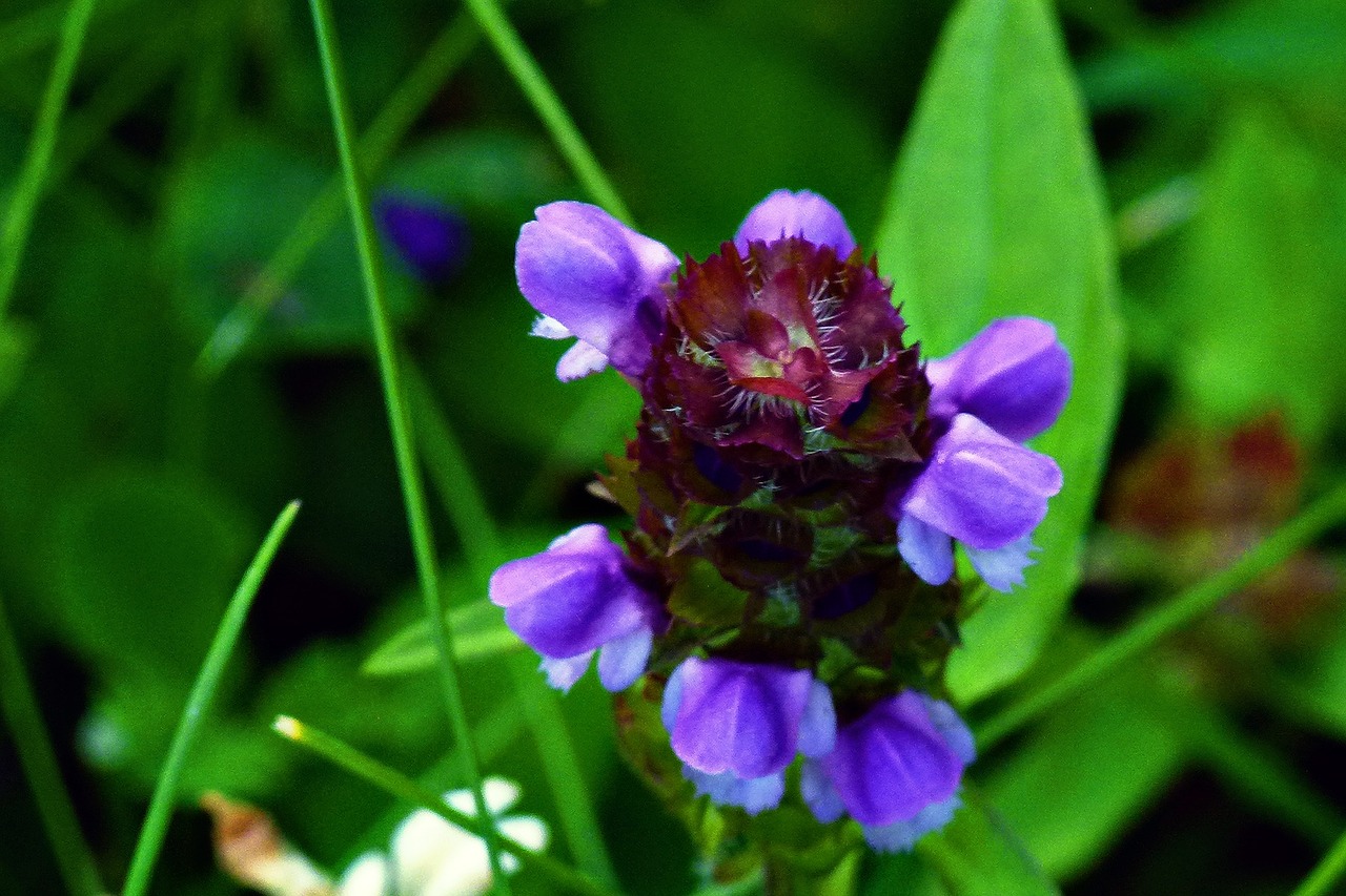 Wildflower, Gėlė, Violetinė, Laukinis Augalas, Žydėti, Spalva, Žiedlapis, Flora, Gėlių, Žydi