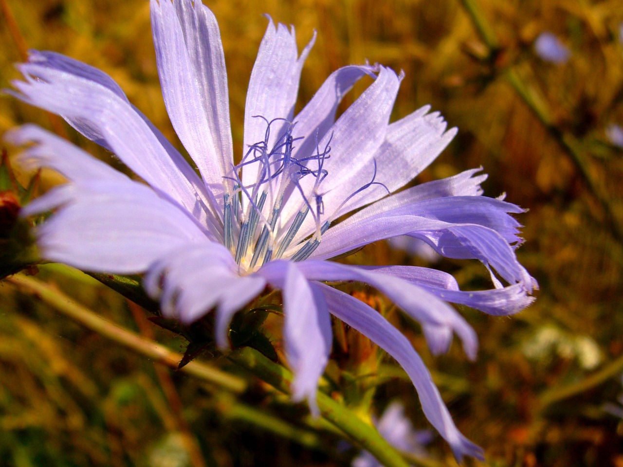 Wildflower, Gėlė, Gamta, Žalias, Poliana, Vasara, Žydi, Augalas, Nemokamos Nuotraukos,  Nemokama Licenzija