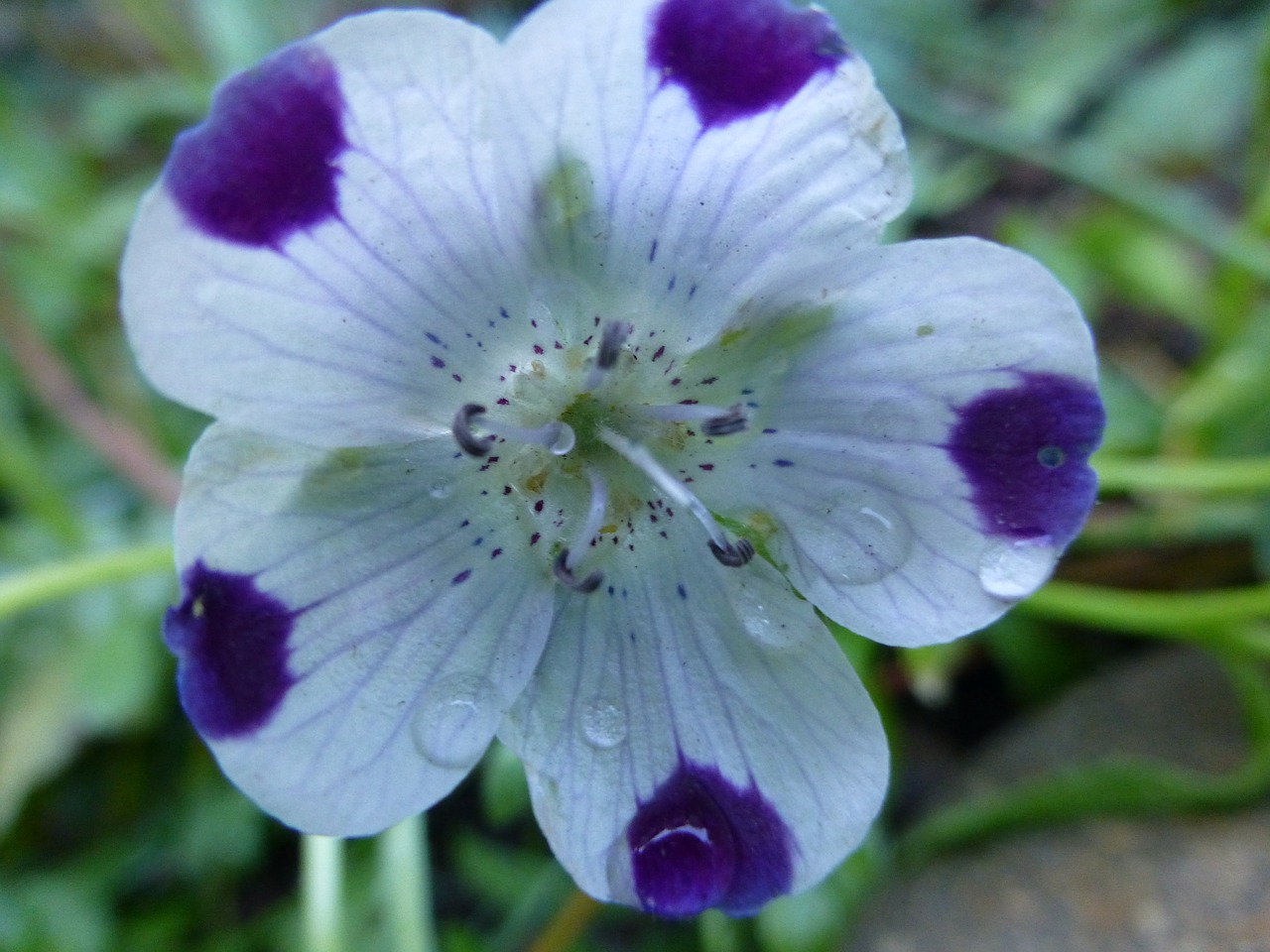 Wildflower, Violetinė, Balta, Rasos Lašai, Vasara, Žydėti, Žiedas, Subtilus, Sodas, Gamta