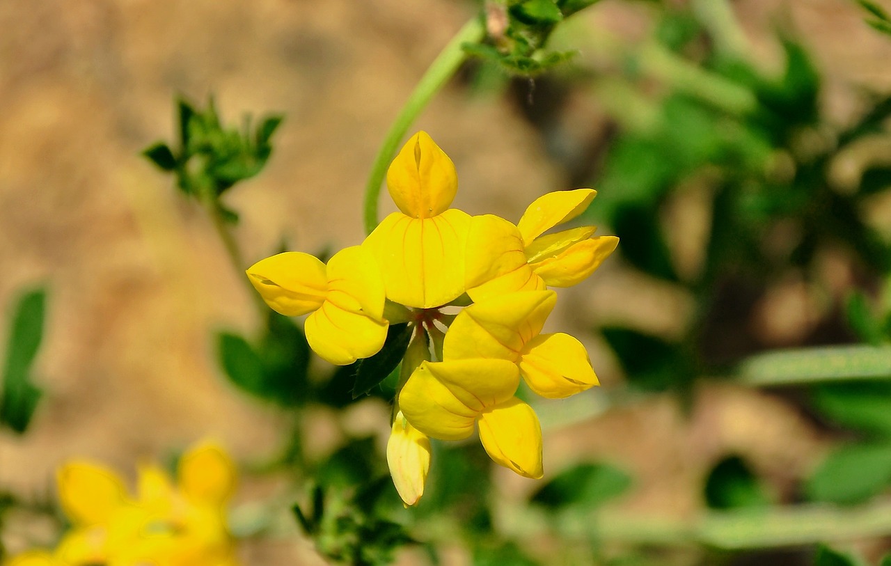 Wildflower, Laukas, Vasaros Augalai, Laukiniai, Geltona Gėlė, Nemokamos Nuotraukos,  Nemokama Licenzija