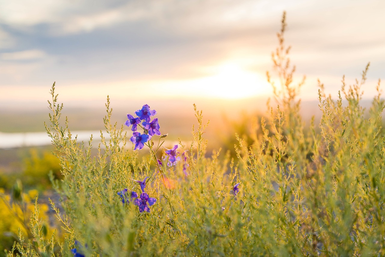 Wildflower, Žolė, Augalas, Augmenija, Vasara, Saulėlydis, Flora, Laukas, Žalias, Saulės Šviesa