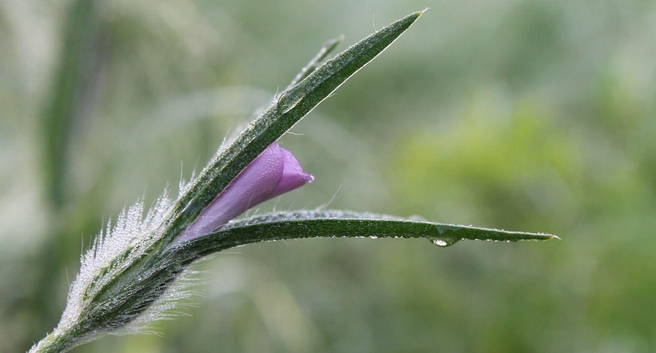 Wildflower, Makro, Žiedas, Žydėti, Žiedynas, Flora, Botanika, Violetinė, Lietus, Lašeliai