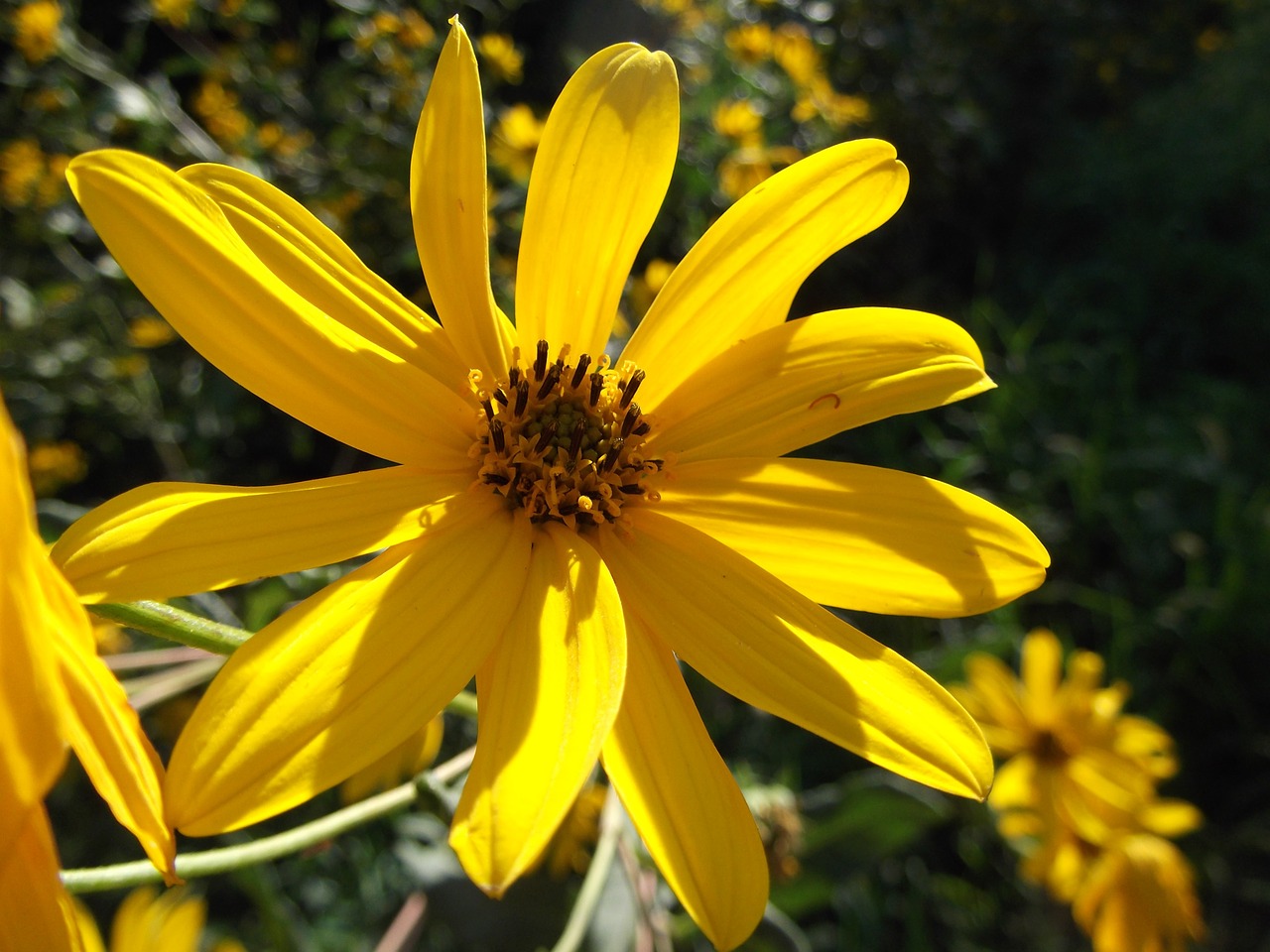 Wildflower, Laukinė Gėlė, Geltona, Sodas, Pavasaris, Vasara, Daisy, Saulėgrąžos, Žydėti, Žiedlapis