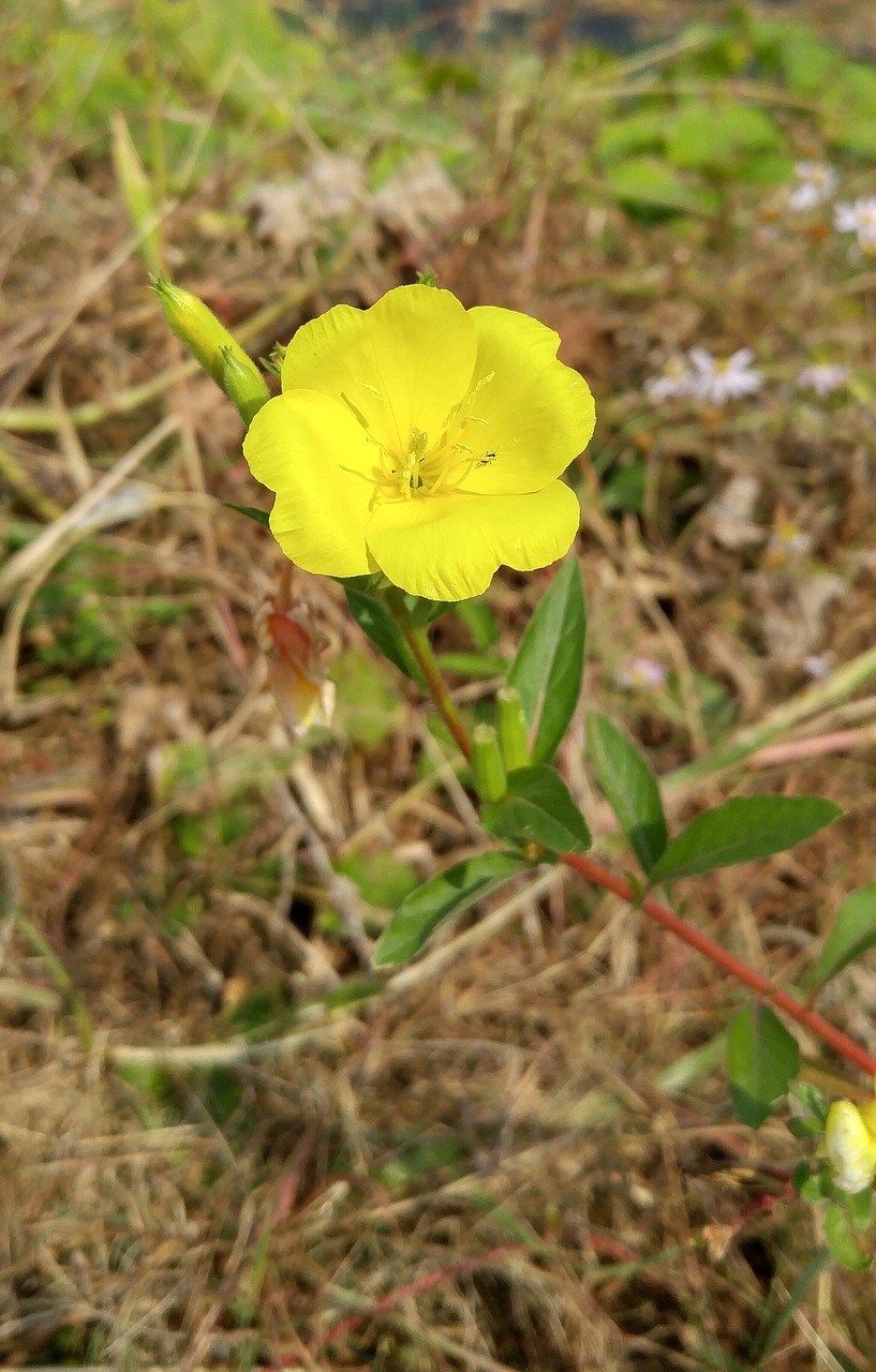 Wildflower, Gėlės, Kritimo Gėlės, Nemokamos Nuotraukos,  Nemokama Licenzija