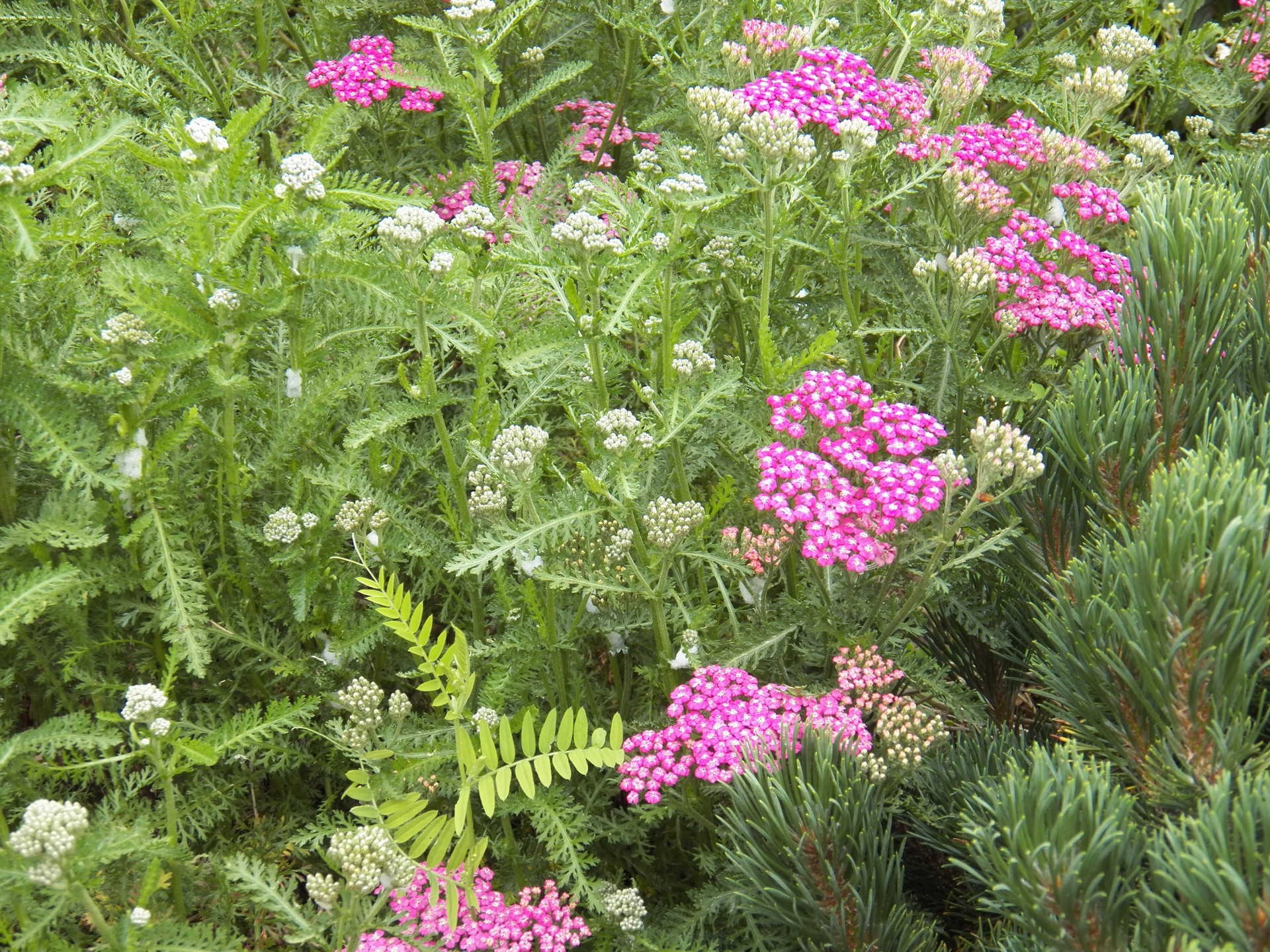 Wildflower,  Laukinės Vasaros Spalvos,  Augalai,  Sodas,  Sodininkystė,  Pumpurai,  Žiedai,  Žydėti,  Gamta,  Lauke