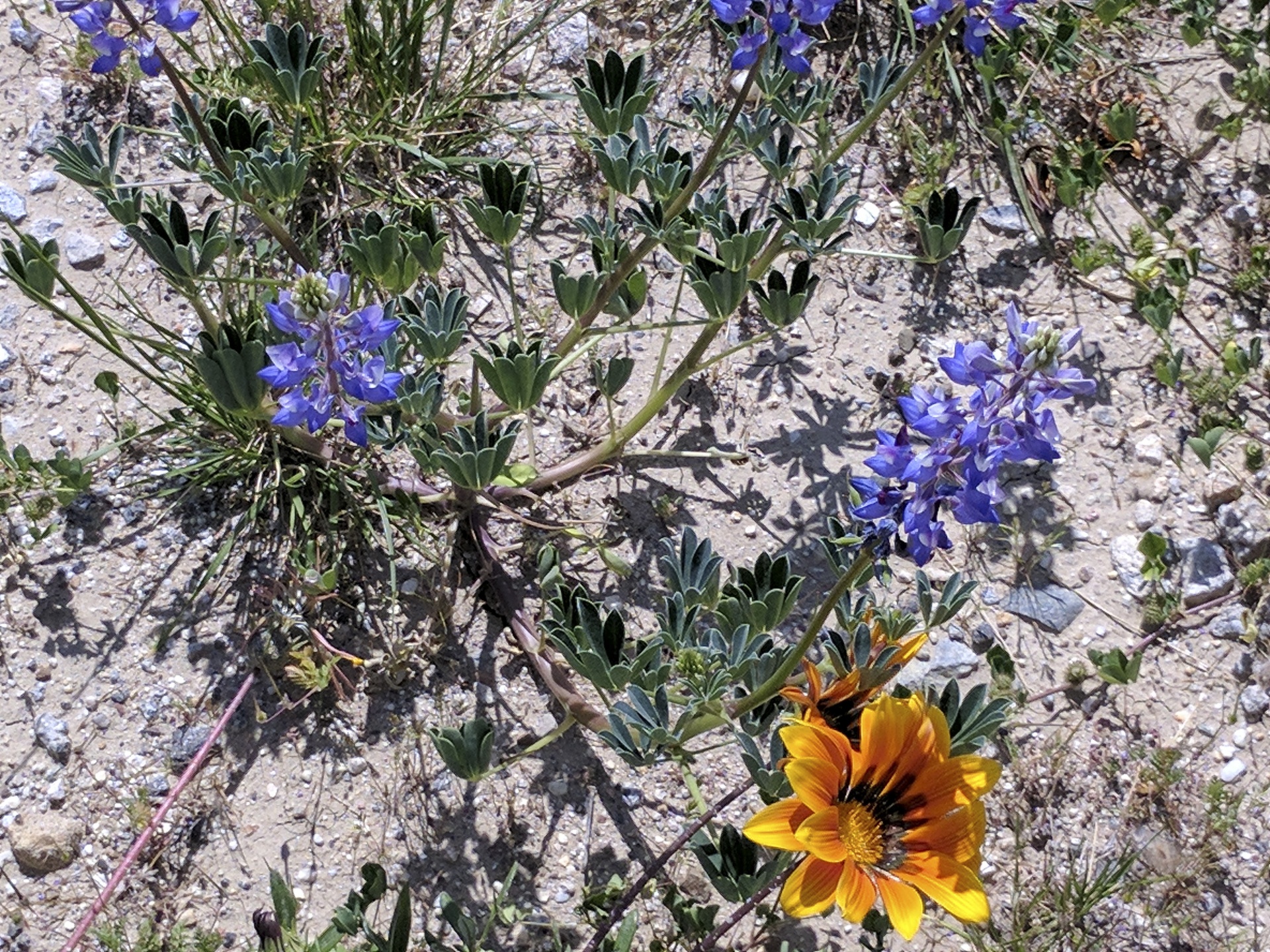 Laukinės Vasaros Spalvos,  Wildflower,  Violetinė,  Geltona,  Gėlė,  Gėlės,  Pavasaris,  Laukinės Spalvos, Nemokamos Nuotraukos,  Nemokama Licenzija