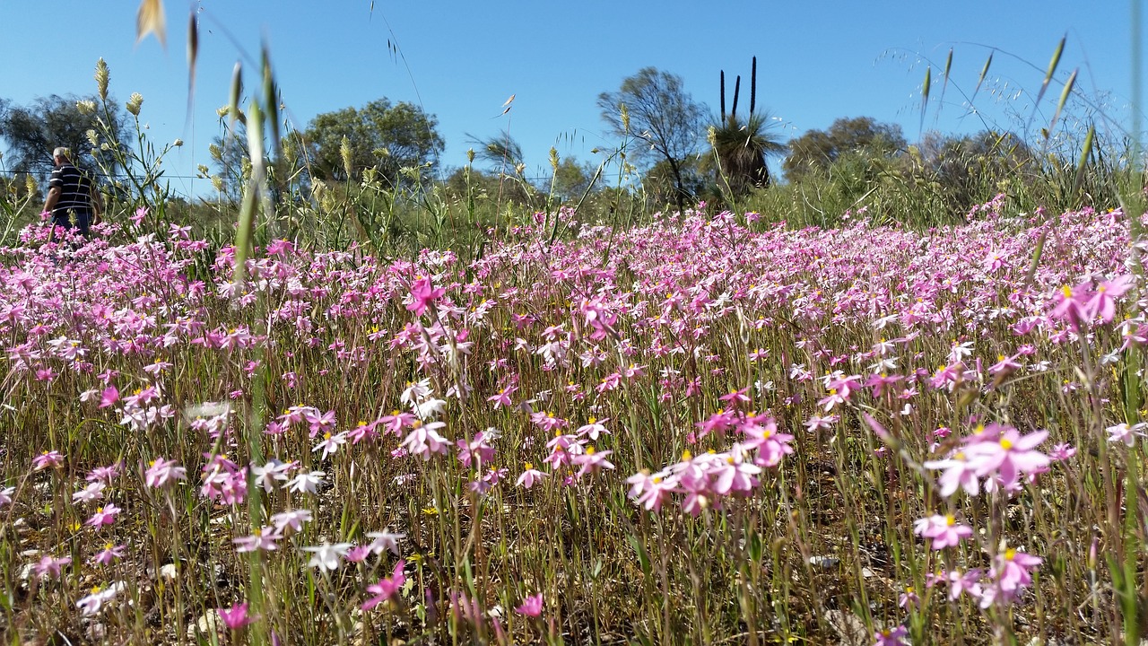 Laukinės Vasaros Spalvos, Rozės, Australijos Gėlės, Vakarų Australija, Vakarų Australijos Laukinės Gėlės, Gamta, Outback, Australia, Australian Outback, Gėlių Kilimas