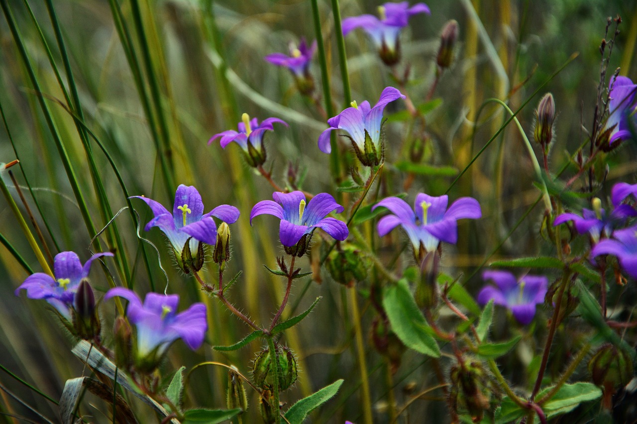 Polne,  Kad Bluebells,  Pavasaris,  Pobūdį,  Floros,  Violetinės Gėlės,  Makro,  Žiedlapiai,  Augalų,  Ryškių Spalvų