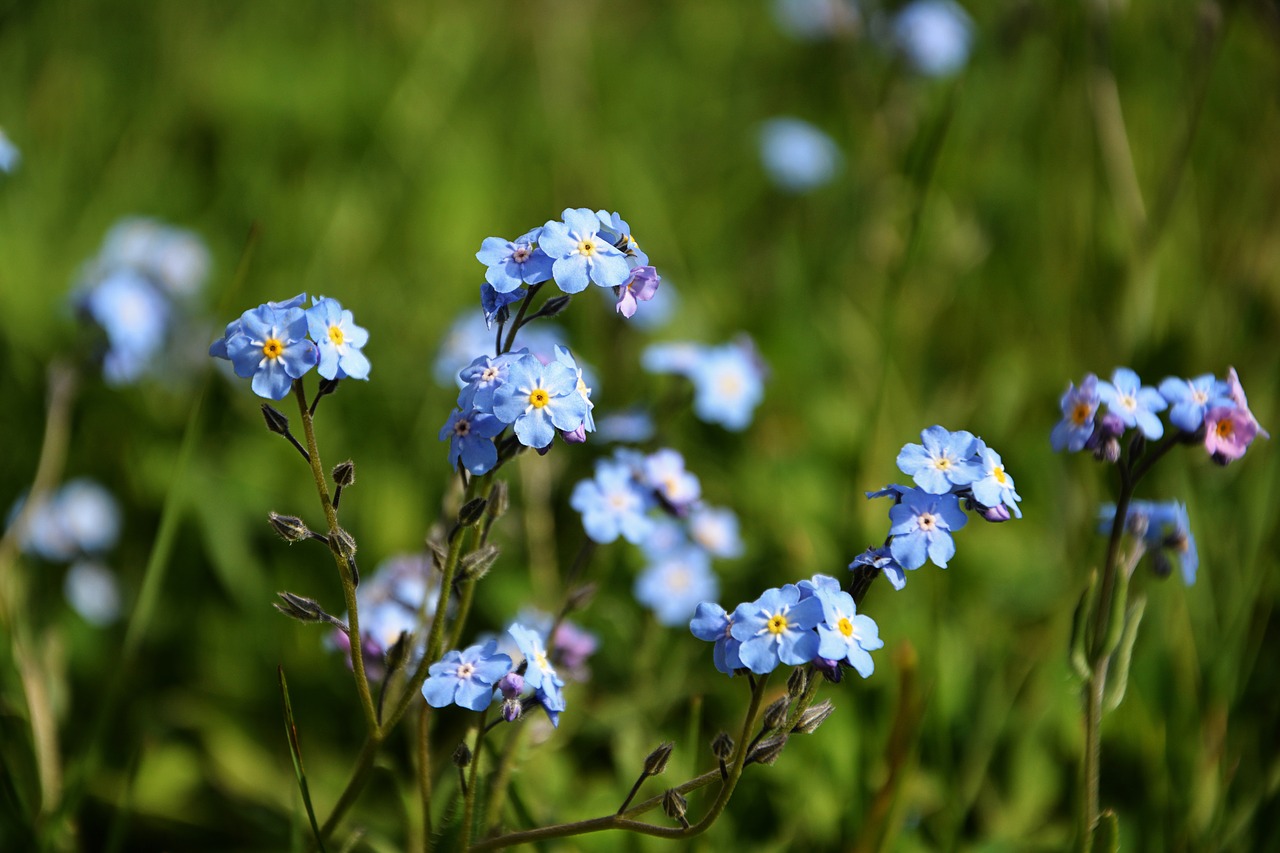 Polne,  Pavasaris,  Pobūdį,  Floros,  Violetinės Gėlės,  Makro,  Žiedlapiai,  Augalų,  Ryškių Spalvų,  Duomenys