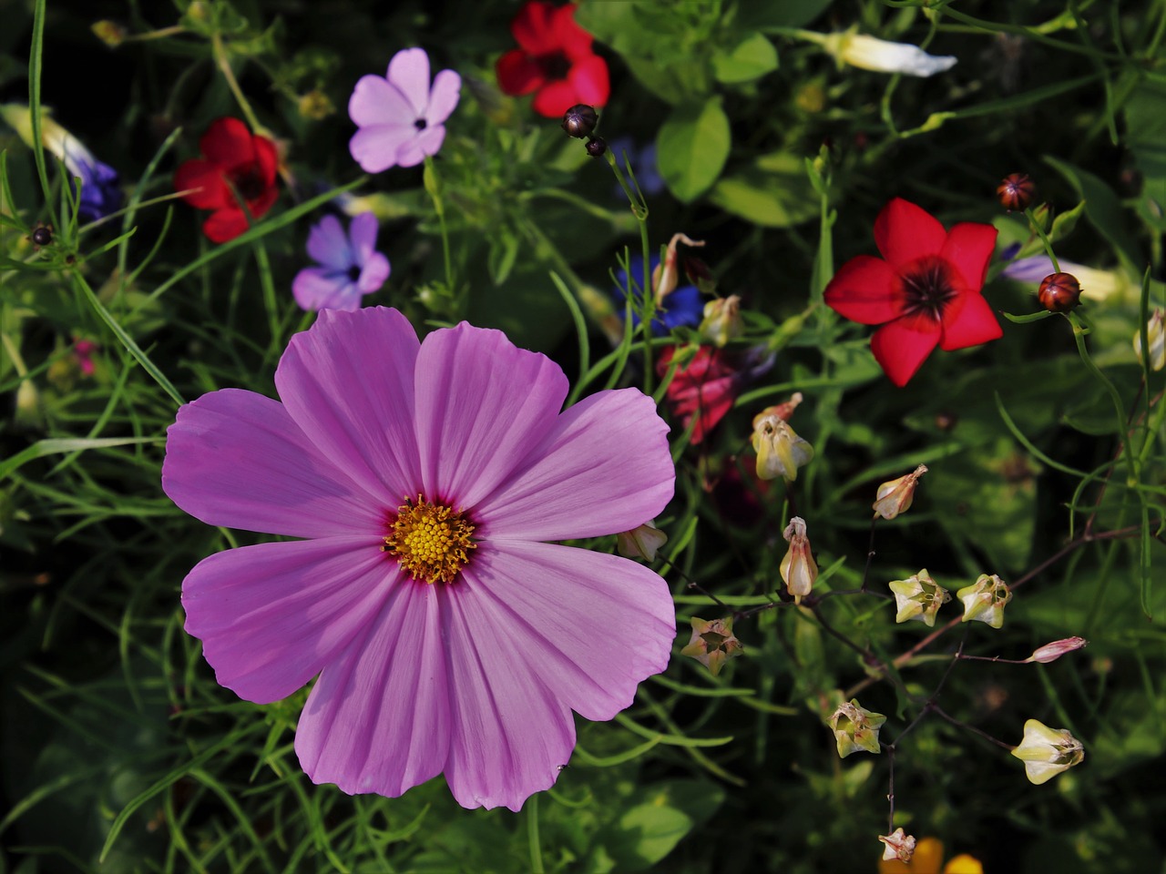 Polne,  Cosmea,  Laukinių Gėlių,  Meadow,  Augalų,  Vasara,  Išsiaiškinti,  Žydėjimo,  Sodas,  Pobūdį