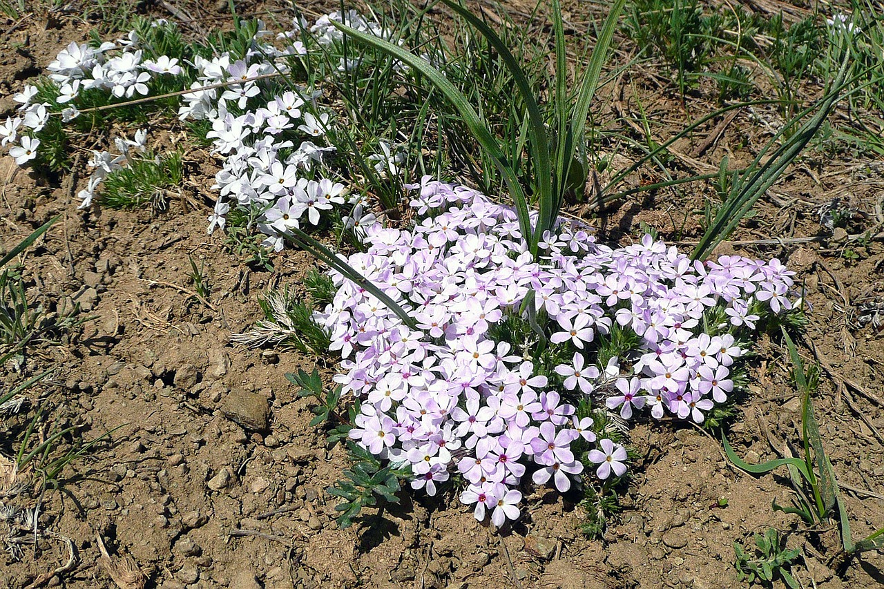 Laukinės Vasaros Spalvos, Gėlė, Rožinis, Gėlių, Žiedas, Žiedlapis, Žydėti, Egzotiškas, Havajų Kalba, Flora