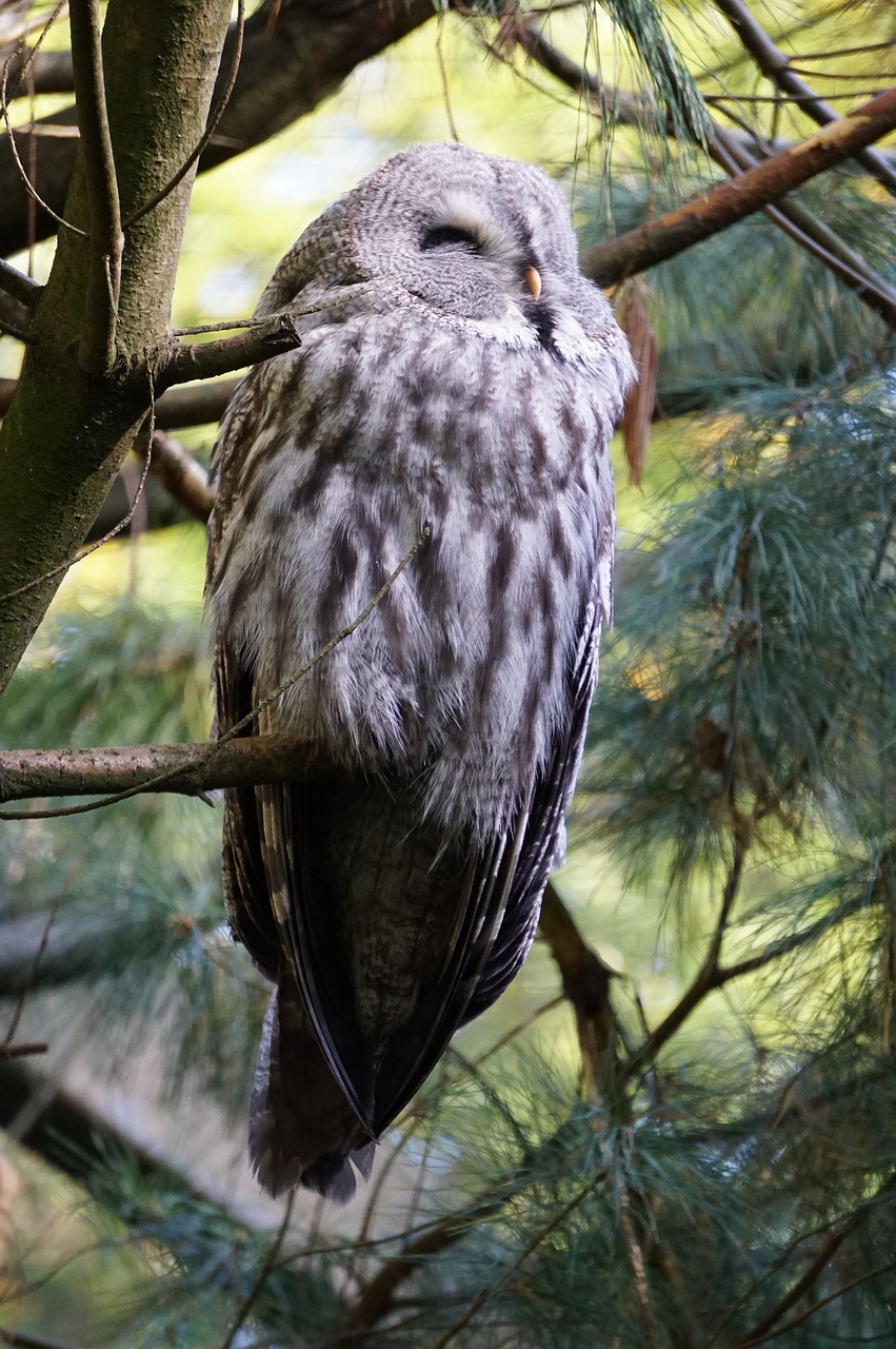 Wildkauz, Pelėdos, Plumėjimas, Paukštis, Miško Gyventojai, Sąskaitą, Gamta, Laukinės Gamtos Fotografija, Plėšrusis Paukštis, Paukščio Portretas