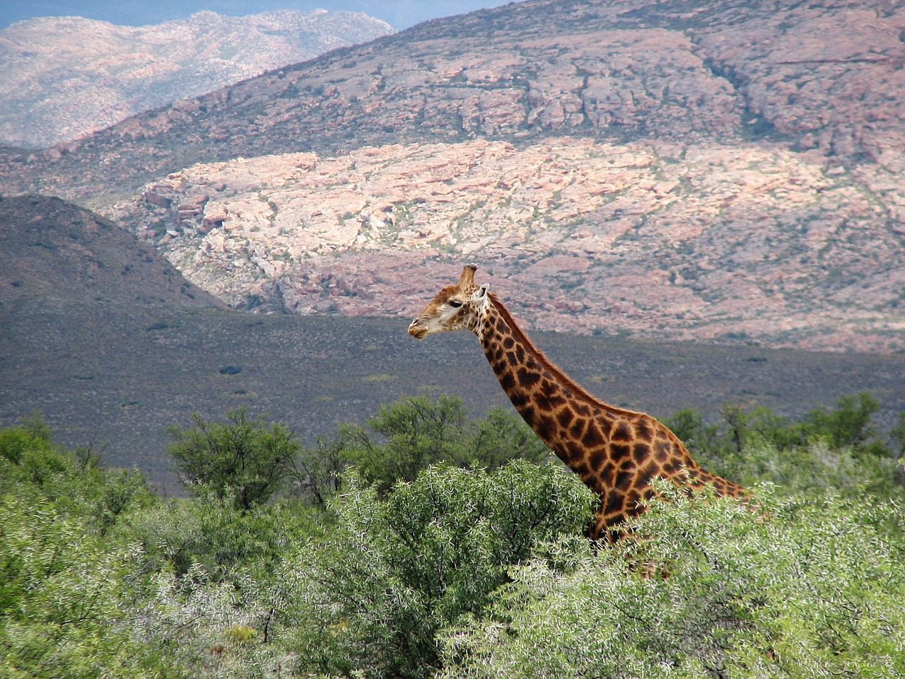 Laukinė Gamta, Rezervas, Afrika, Į Pietus, Gamta, Laukiniai, Gyvūnas, Safari, Žirafa, Nemokamos Nuotraukos