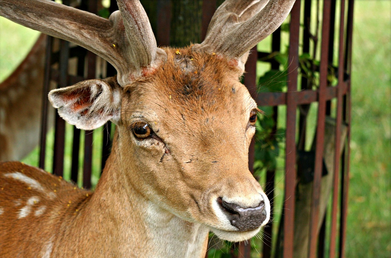 Laukinė Gamta, Gyvūnas, Gamta, Antler, Lauke, Parkas, Kaimas, Ruda, Laukas, Pievagūnai