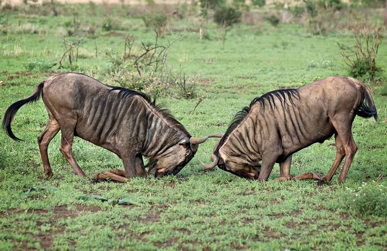 Laukinė Gamta, Afrika, Wildebeest, Ganyklos, Nemokamos Nuotraukos,  Nemokama Licenzija