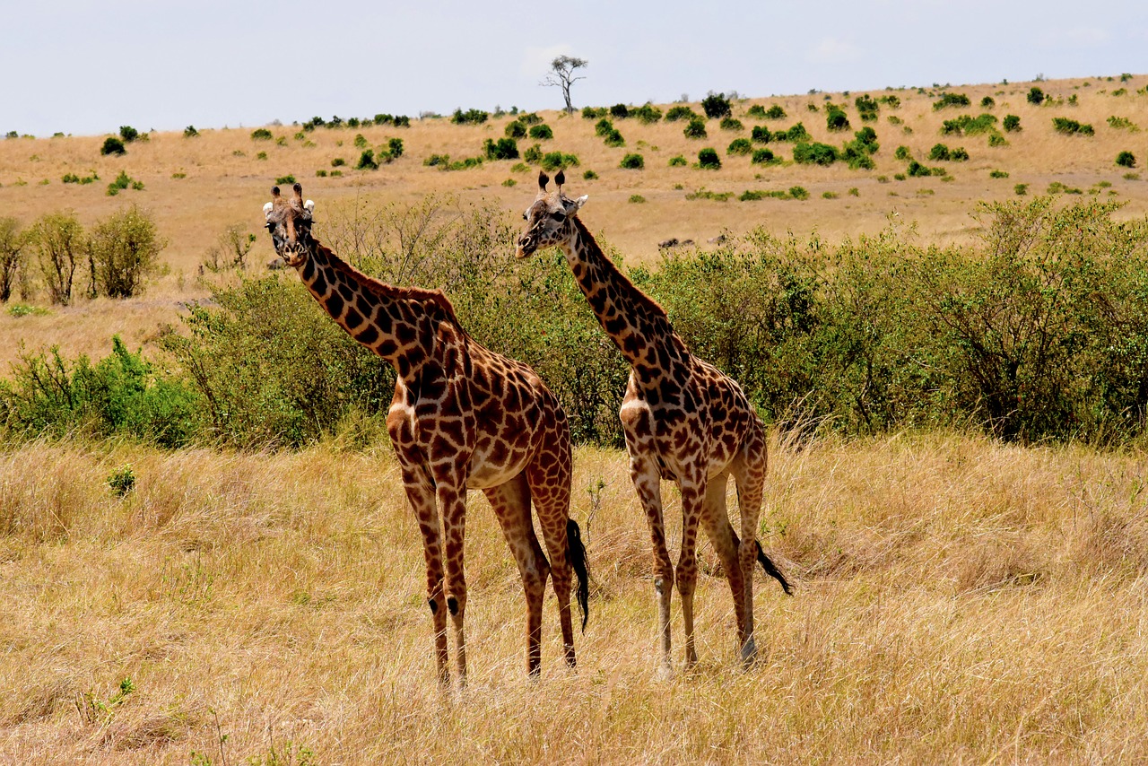 Laukinė Gamta, Afrika, Tanzanija, Žinduolis, Safari, Parkas, Kelionė, Dykuma, Laukiniai, Savanna