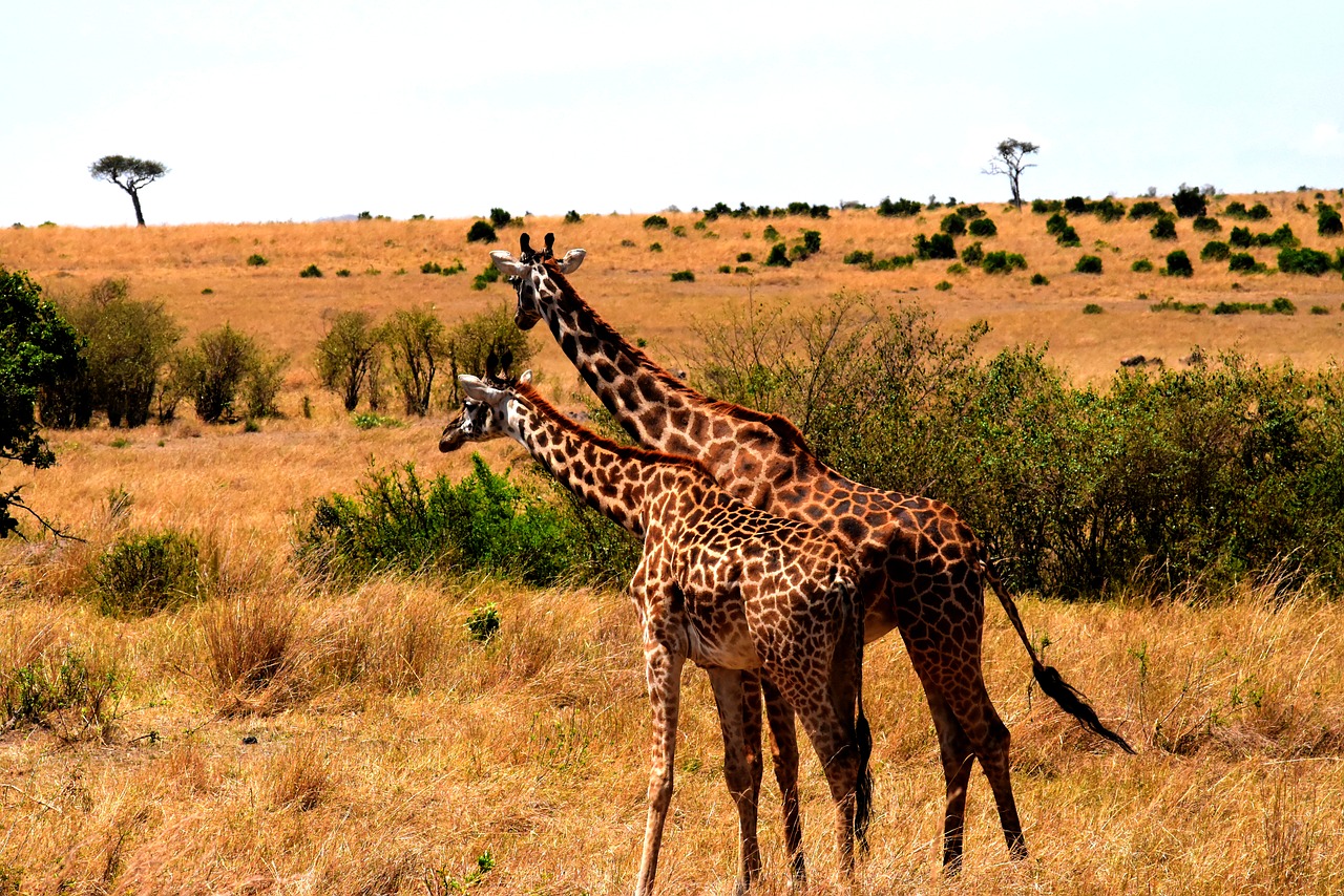 Laukinė Gamta, Afrika, Tanzanija, Žinduolis, Safari, Parkas, Kelionė, Dykuma, Laukiniai, Savanna