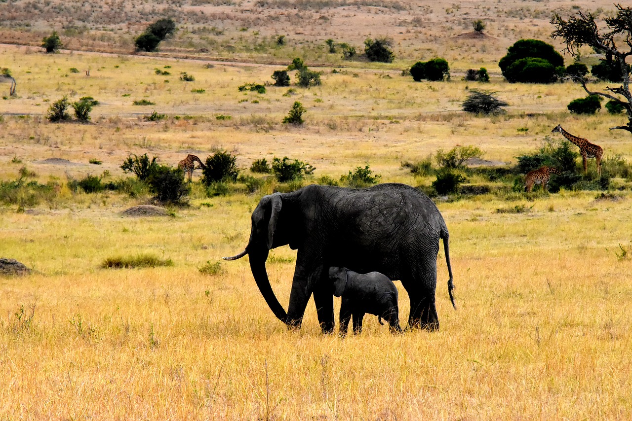 Laukinė Gamta, Afrika, Tanzanija, Žinduolis, Safari, Parkas, Kelionė, Dykuma, Laukiniai, Savanna