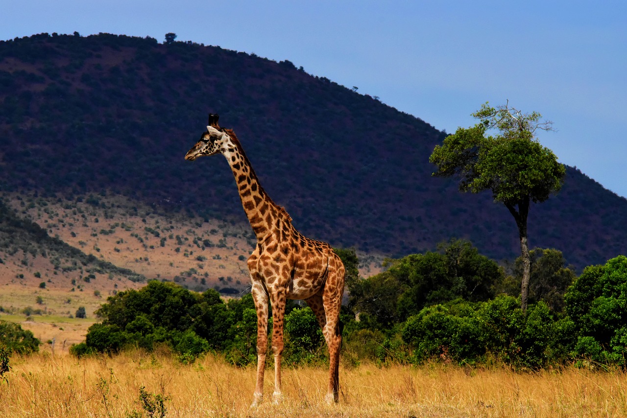 Laukinė Gamta, Afrika, Tanzanija, Žinduolis, Safari, Parkas, Kelionė, Dykuma, Laukiniai, Savanna