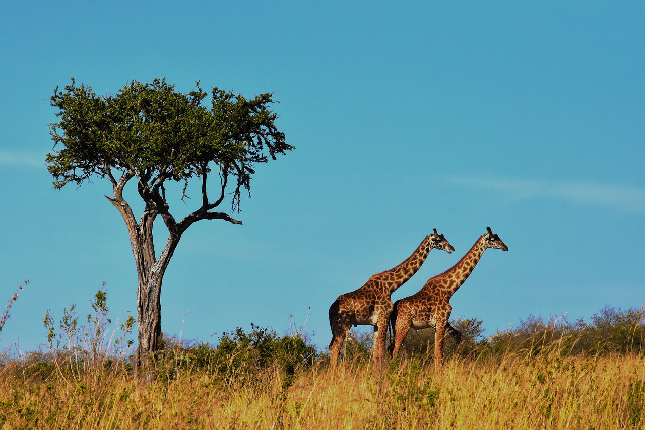 Laukinė Gamta, Afrika, Tanzanija, Žinduolis, Safari, Parkas, Kelionė, Dykuma, Laukiniai, Savanna