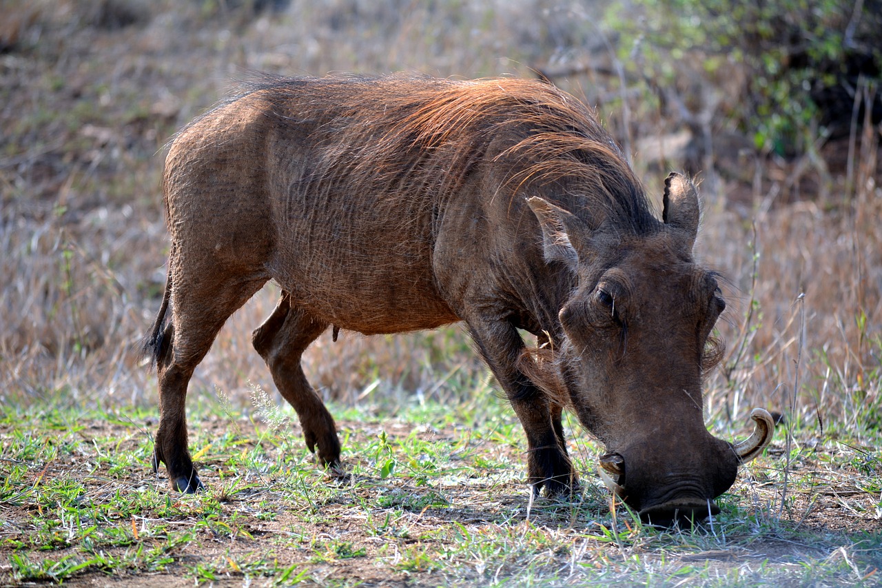 Warthog, Kruger Parkas, Pietų Afrika, Nemokamos Nuotraukos,  Nemokama Licenzija