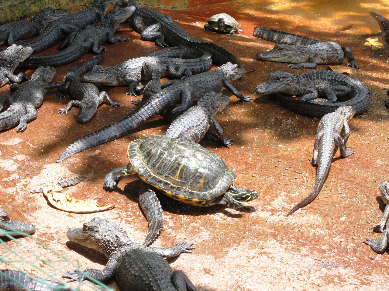 Laukinė Gamta, Aligatorius, Krokodilas, Pavojus, Ropliai, Gyvūnas, Aligatorius, Everglades, Croc, Mėsėdis