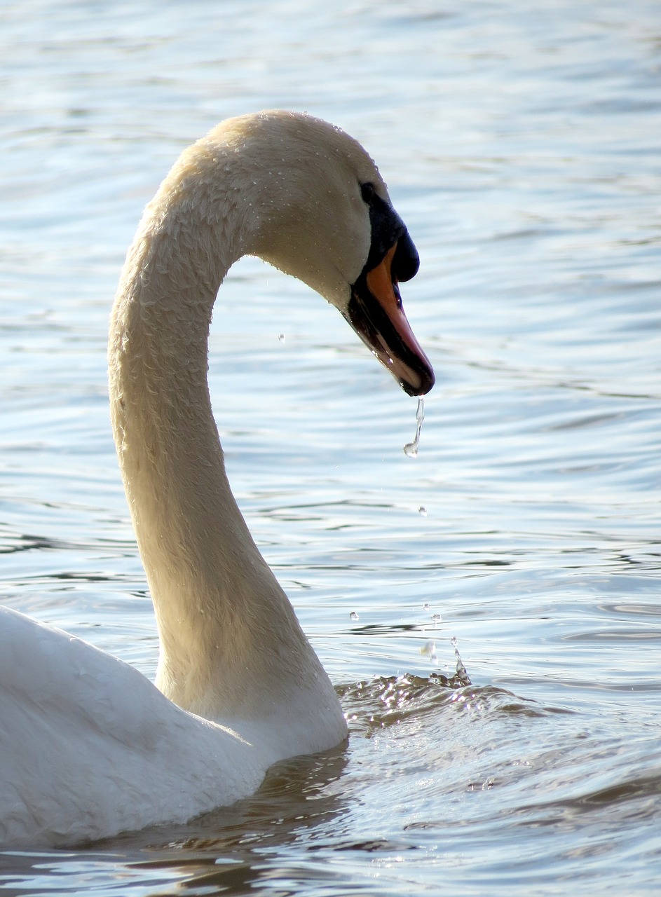 Laukinė Gamta, Gamta, Paukštis, Plunksnos, Vanduo, Estuarija, Gulbė, Fauna, Snapas, Uk