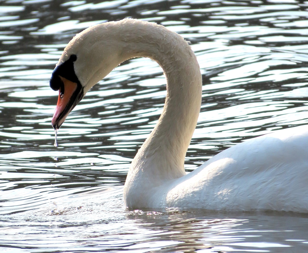 Laukinė Gamta, Gamta, Paukštis, Plunksnos, Vanduo, Estuarija, Gulbė, Fauna, Snapas, Uk