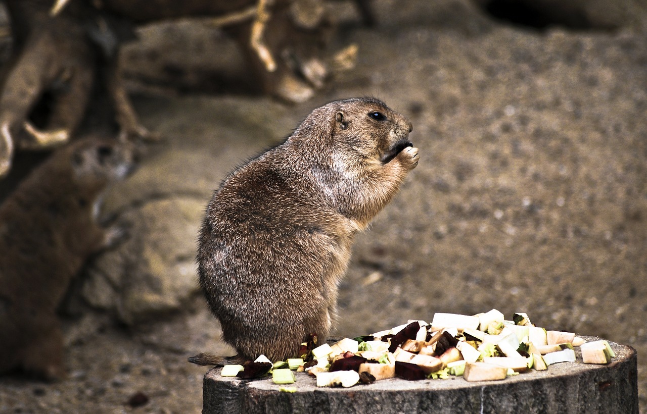 Laukinė Gamta, Fauna, Natūralus, Gamta, Zoologijos Sodas, Graužikas, Gyvūnas, Žinduolis, Nemokamos Nuotraukos,  Nemokama Licenzija