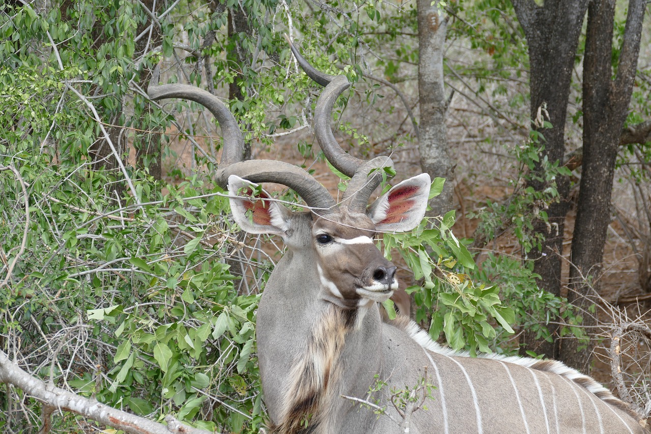 Laukinė Gamta, Kudu, Gyvūnas, Laukiniai, Antilopė, Kruger, Afrikos, Gamta, Pietų Afrika, Nemokamos Nuotraukos