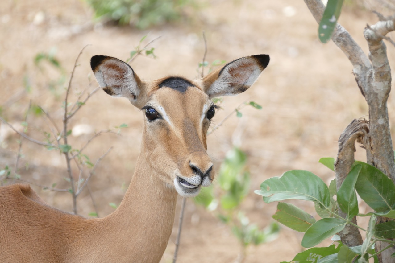 Laukinė Gamta, Impala, Gyvūnas, Laukiniai, Antilopė, Kruger, Afrikos, Gamta, Pietų Afrika, Nemokamos Nuotraukos