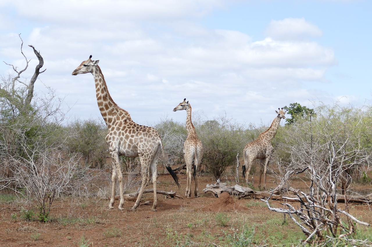 Laukinė Gamta, Žirafa, Gyvūnas, Laukiniai, Kruger, Afrikos, Gamta, Sausra, Safari, Pietų Afrika