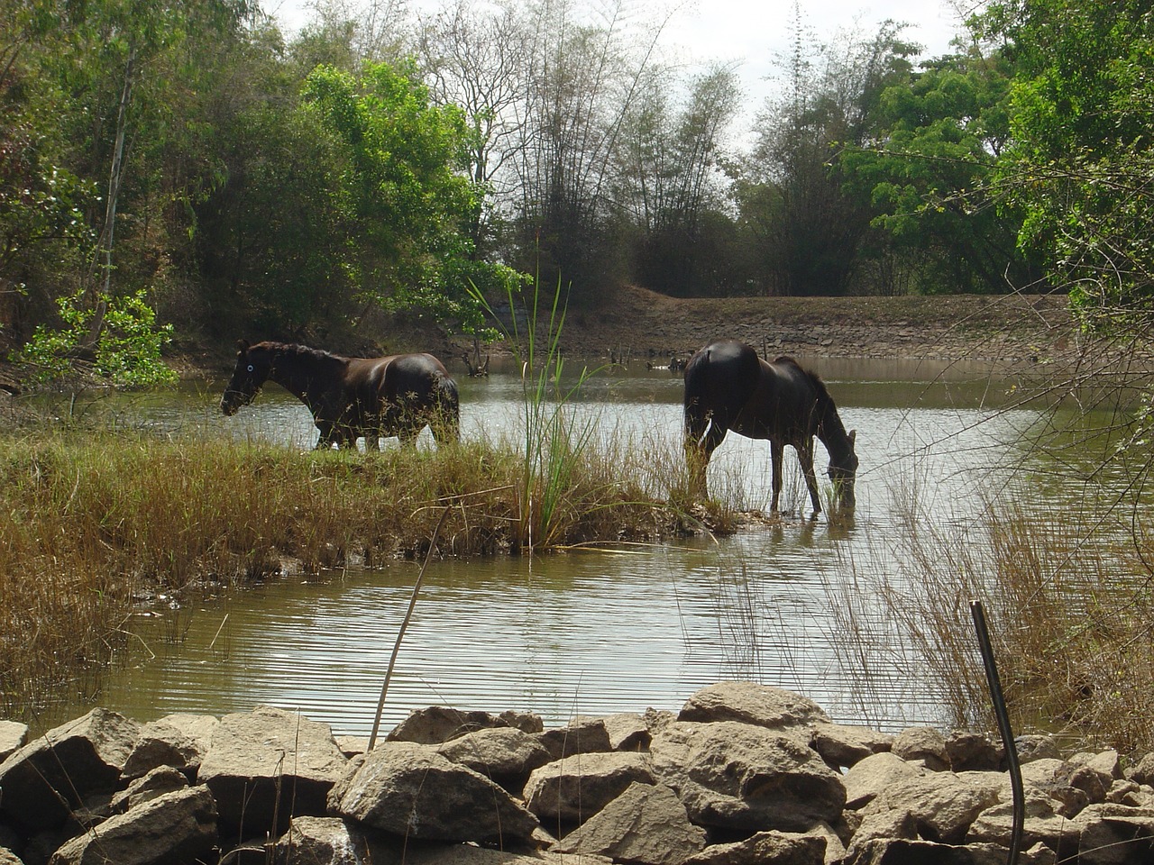 Laukinė Gamta, Arkliai, Indija, Nemokamos Nuotraukos,  Nemokama Licenzija