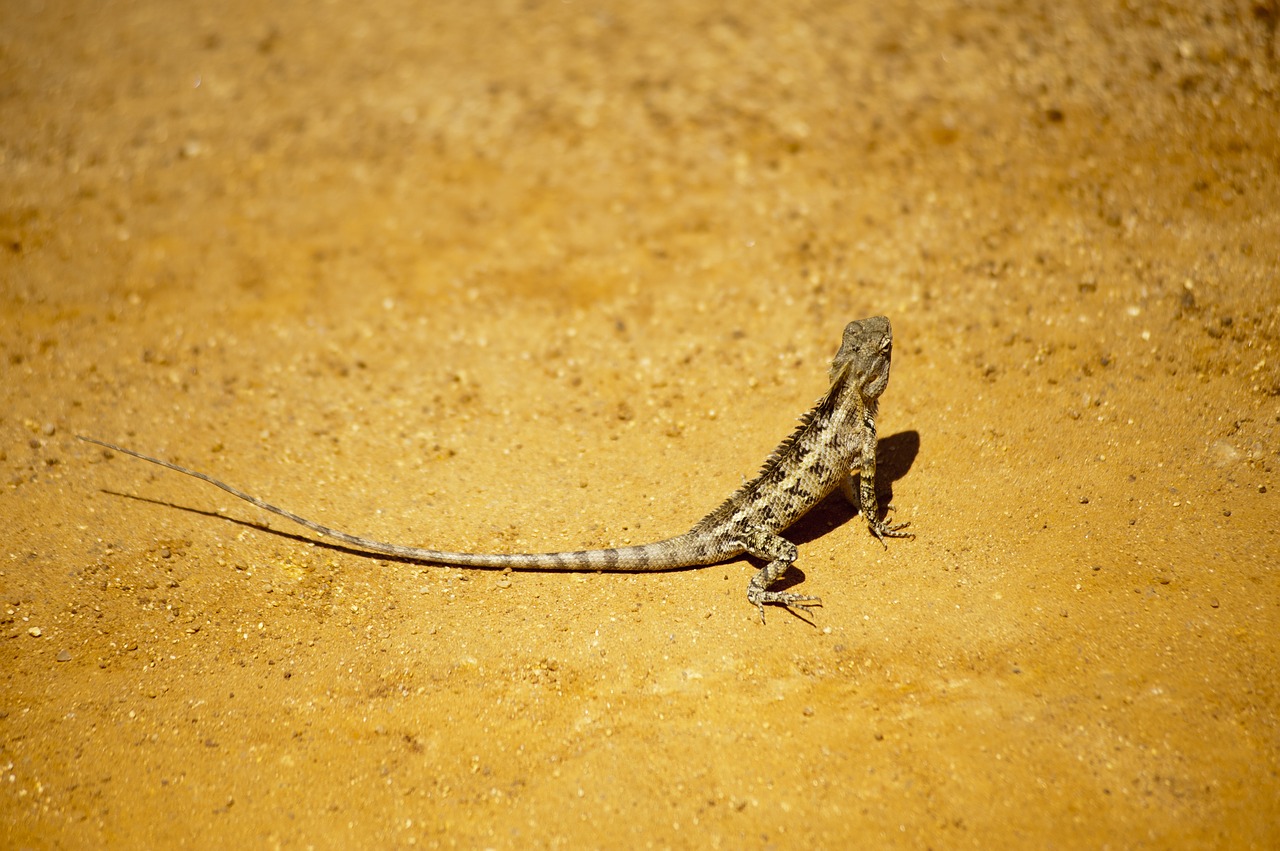 Laukinė Gamta, Gamta, Ropliai, Gyvūnas, Driežas, Iguana, Nemokamos Nuotraukos,  Nemokama Licenzija