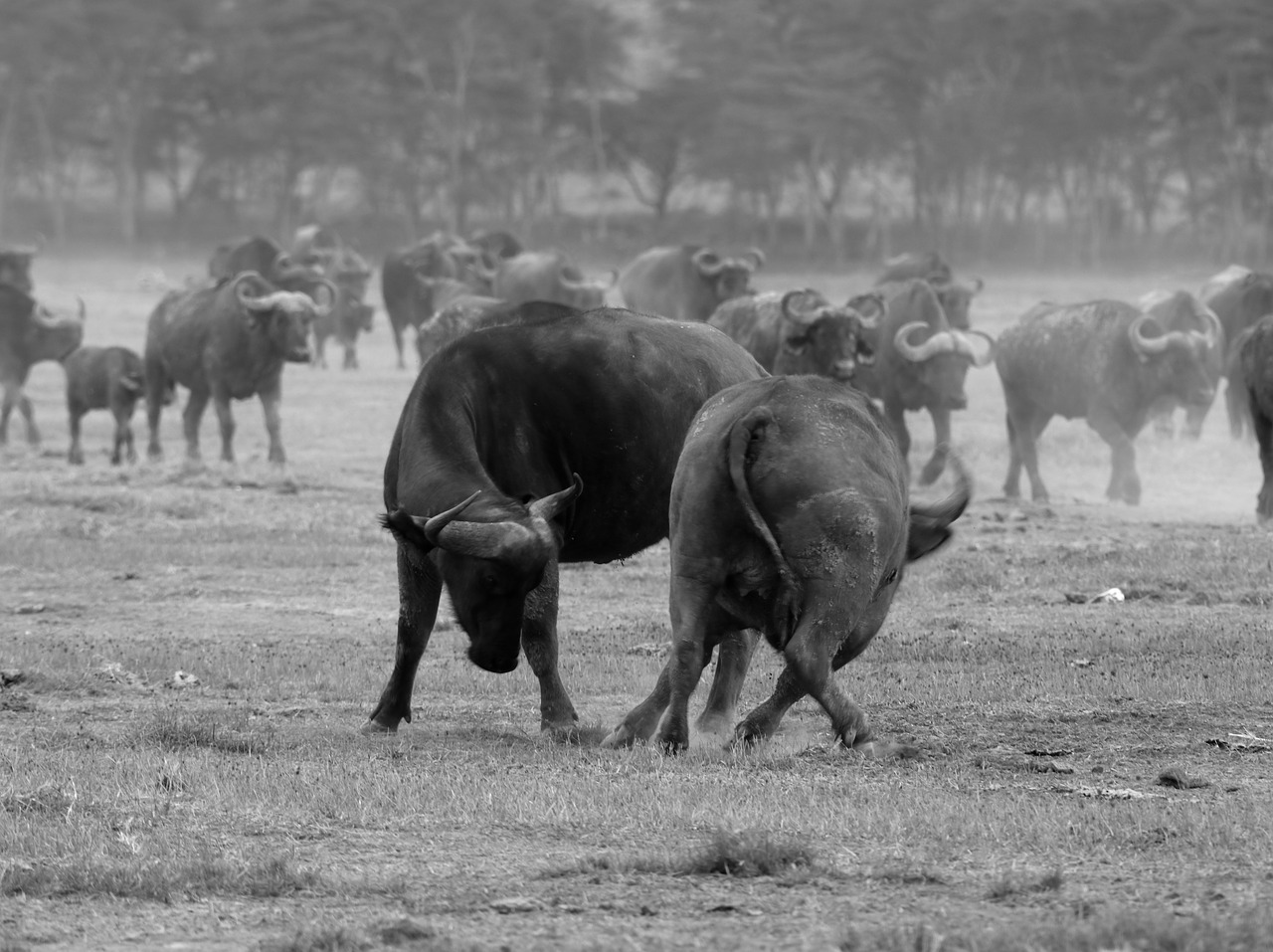 Laukinė Gamta, Kenya, Masai Mara, Wildebeest, Gyvūnai, Gamta, Nemokamos Nuotraukos,  Nemokama Licenzija