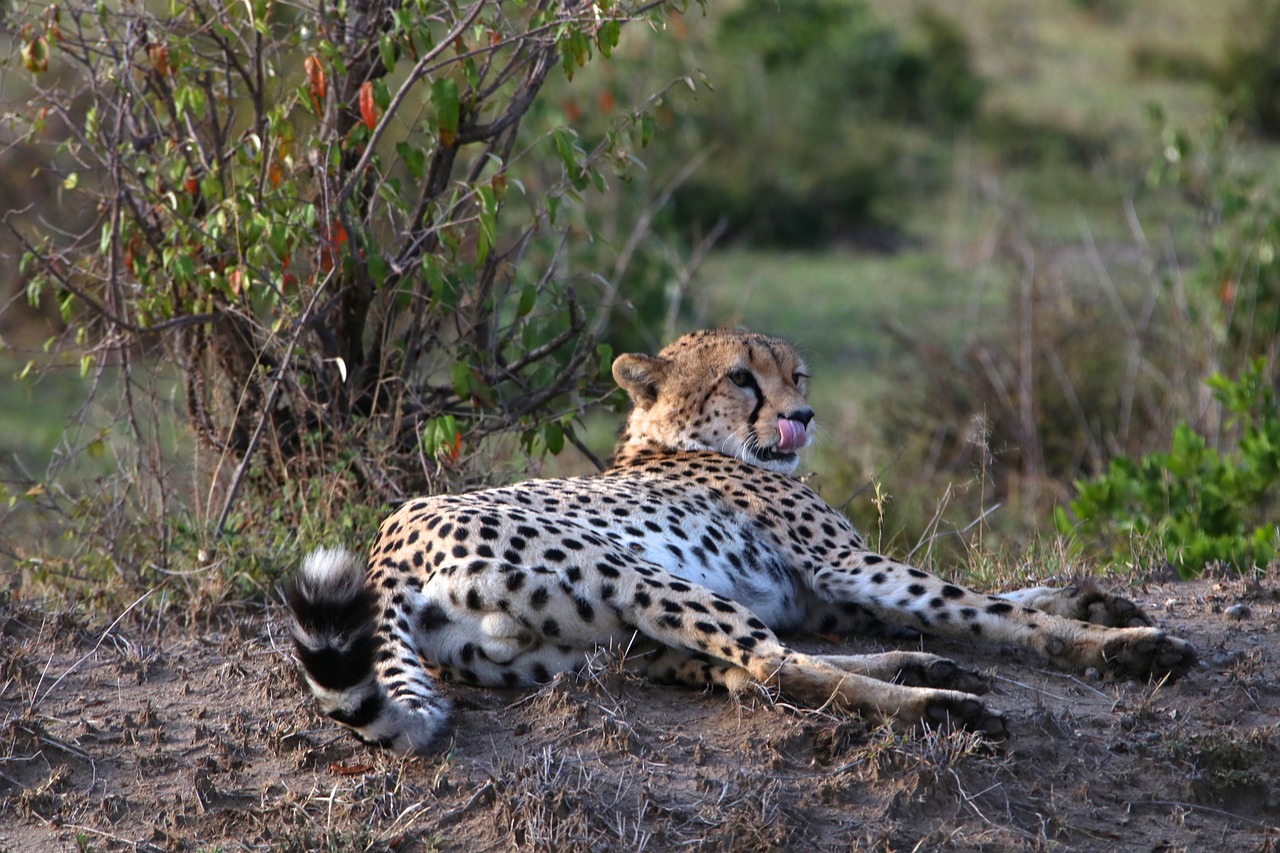 Laukinė Gamta, Kenya, Masai Mara, Wildebeest, Gyvūnai, Gamta, Nemokamos Nuotraukos,  Nemokama Licenzija