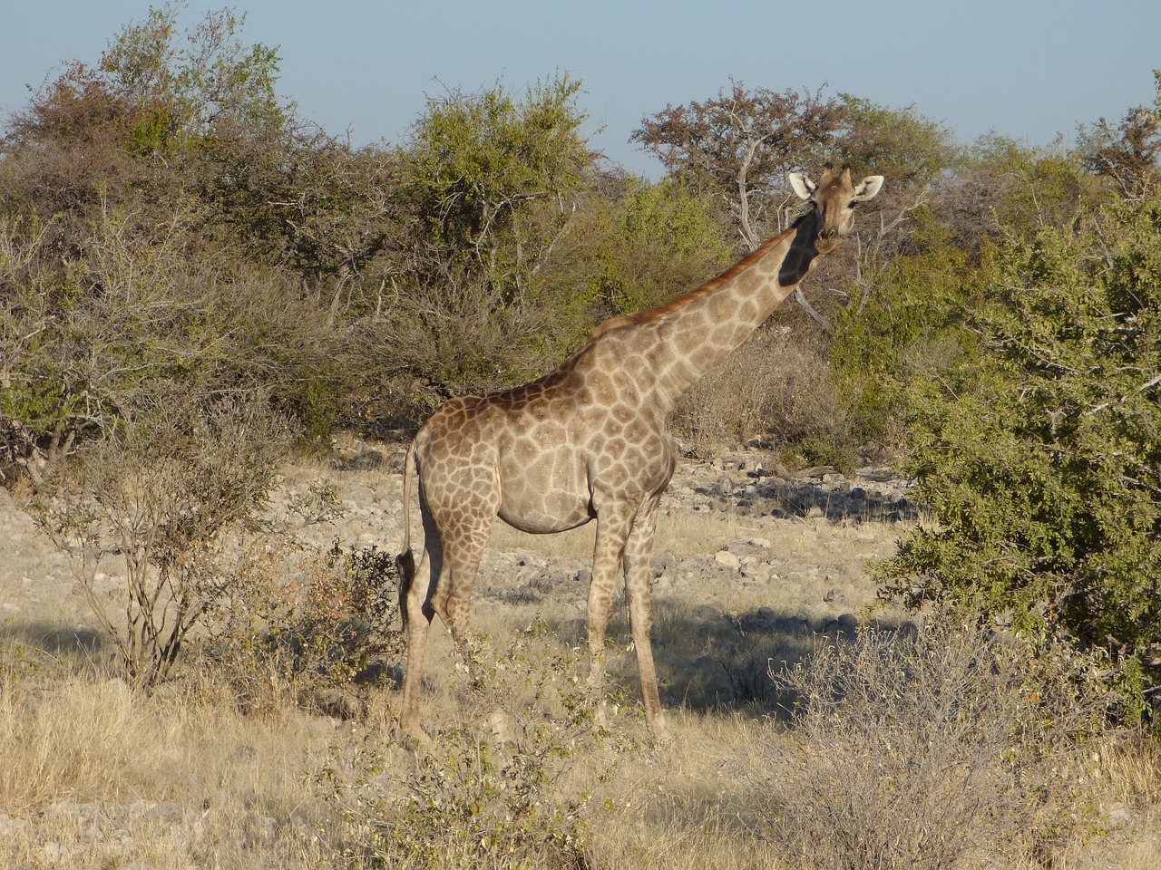 Laukinė Gamta, Žirafa, Namibija, Nemokamos Nuotraukos,  Nemokama Licenzija