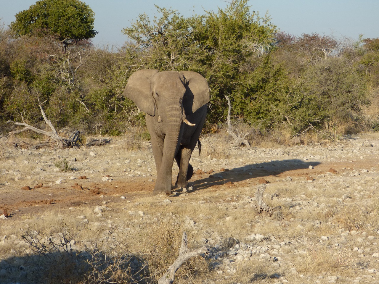 Laukinė Gamta, Dramblys, Namibija, Nemokamos Nuotraukos,  Nemokama Licenzija
