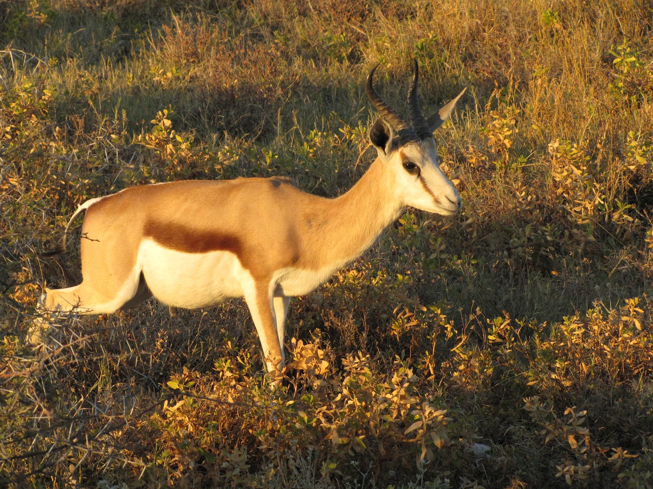 Laukinė Gamta, Antilopė Spyruoklinė Spyna, Namibija, Nemokamos Nuotraukos,  Nemokama Licenzija