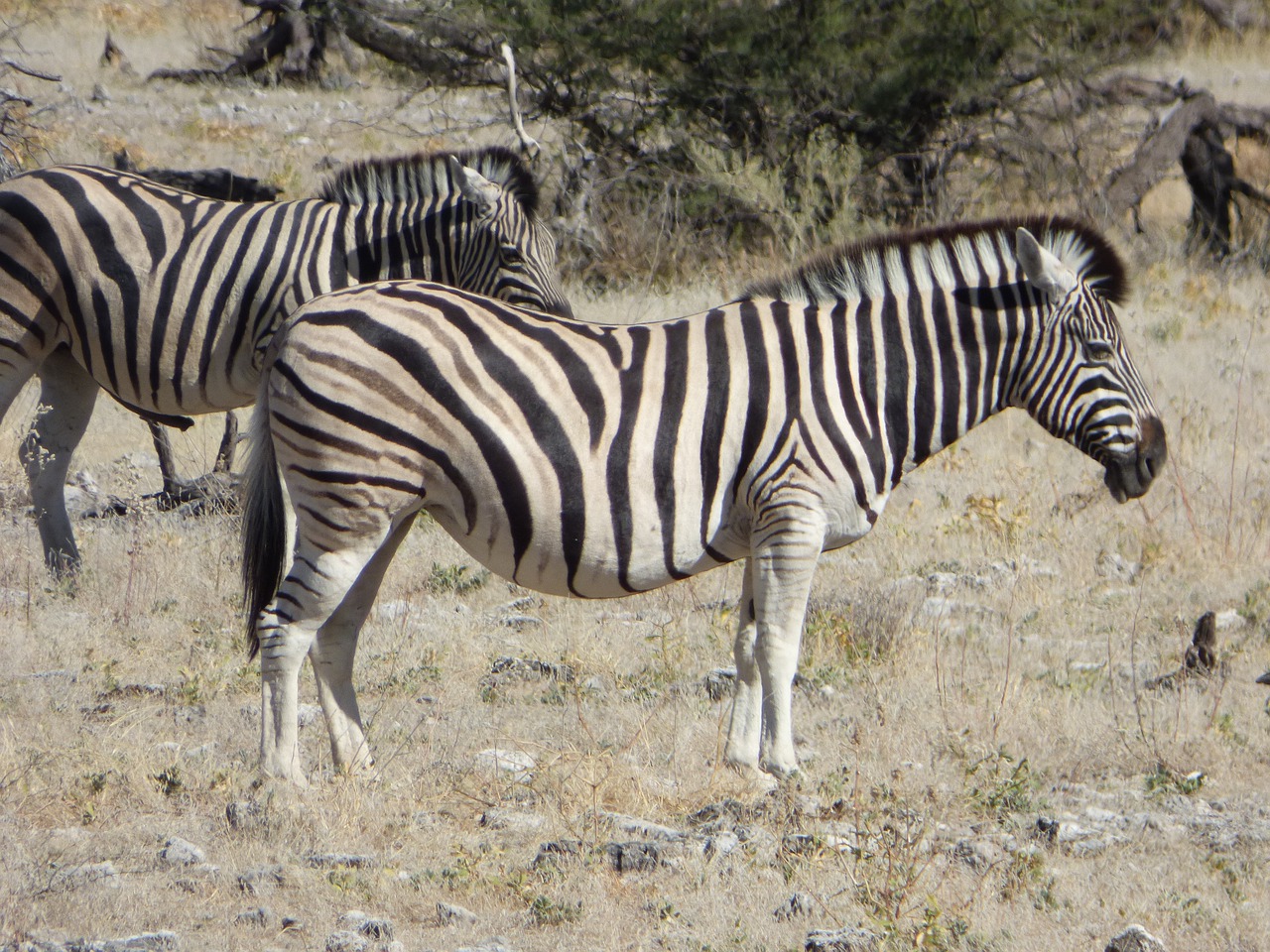 Laukinė Gamta, Zebras, Namibija, Nemokamos Nuotraukos,  Nemokama Licenzija