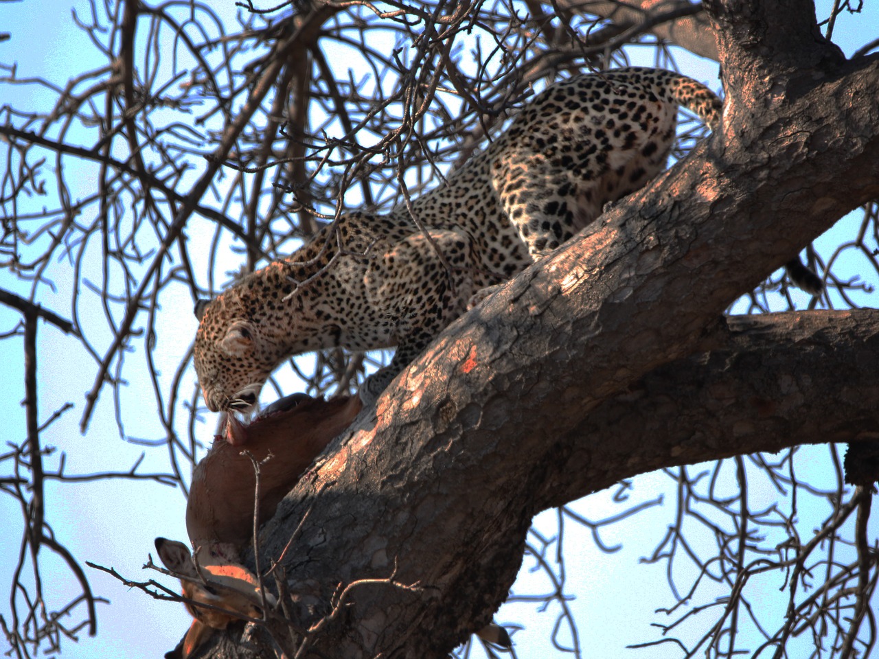 Laukinė Gamta, Leopardas, Nužudyti, Medis, Impala, Laukiniai, Katė, Gyvūnas, Plėšrūnas, Afrika