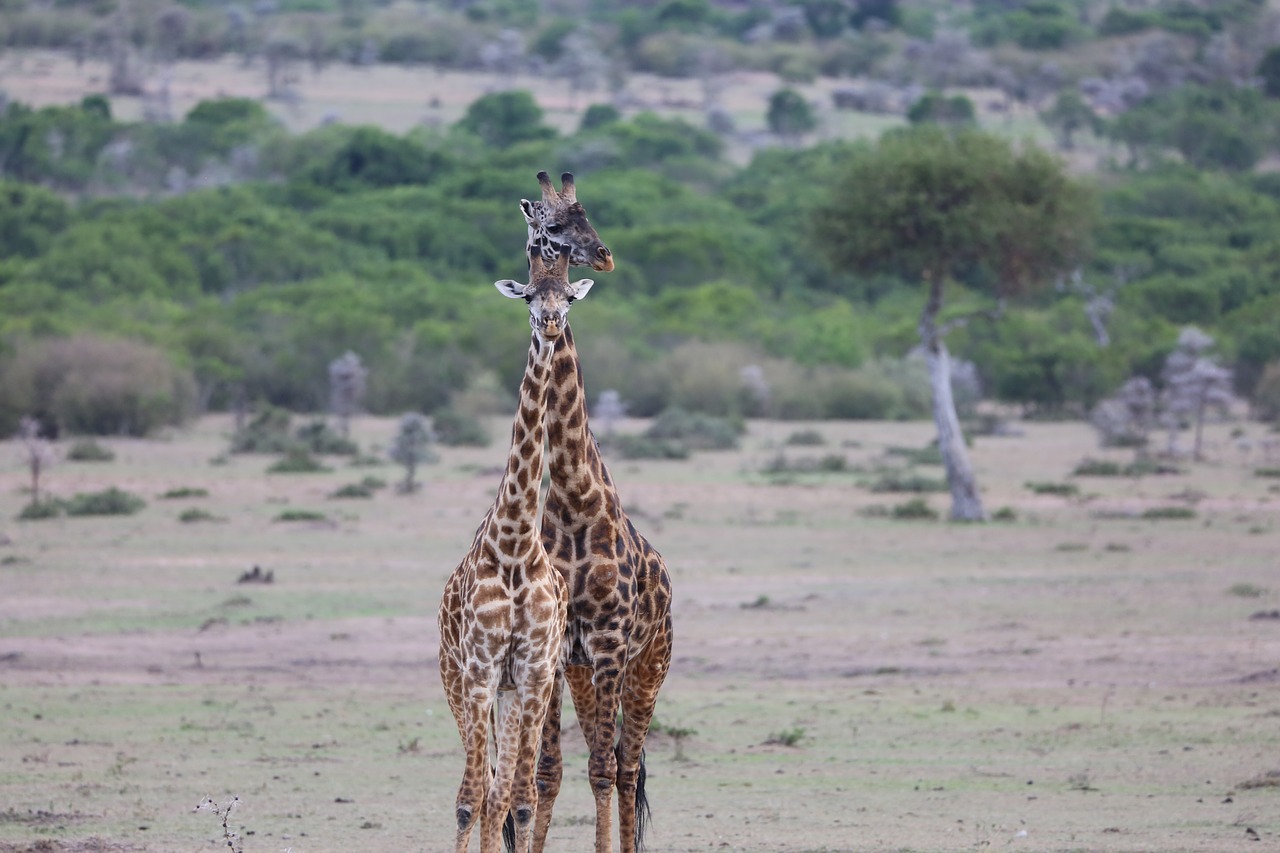 Laukinė Gamta, Safari, Afrika, Kenya, Maasai Mara, Gyvūnas, Kaklas, Žolėdis, Nemokamos Nuotraukos,  Nemokama Licenzija