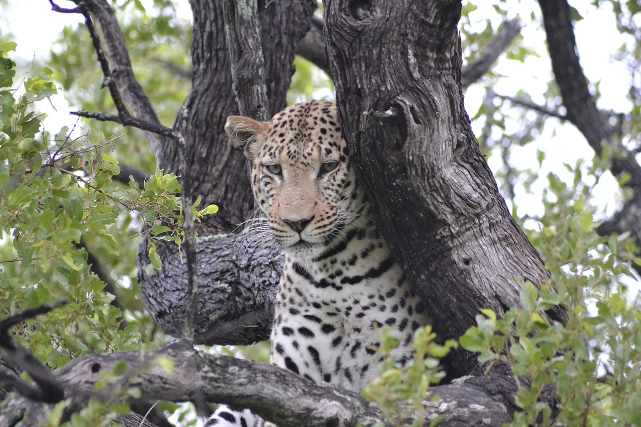Laukinė Gamta, Leopardas, Botsvana, Nemokamos Nuotraukos,  Nemokama Licenzija