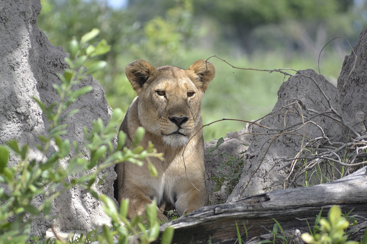 Laukinė Gamta, Liūtas, Botsvana, Nemokamos Nuotraukos,  Nemokama Licenzija