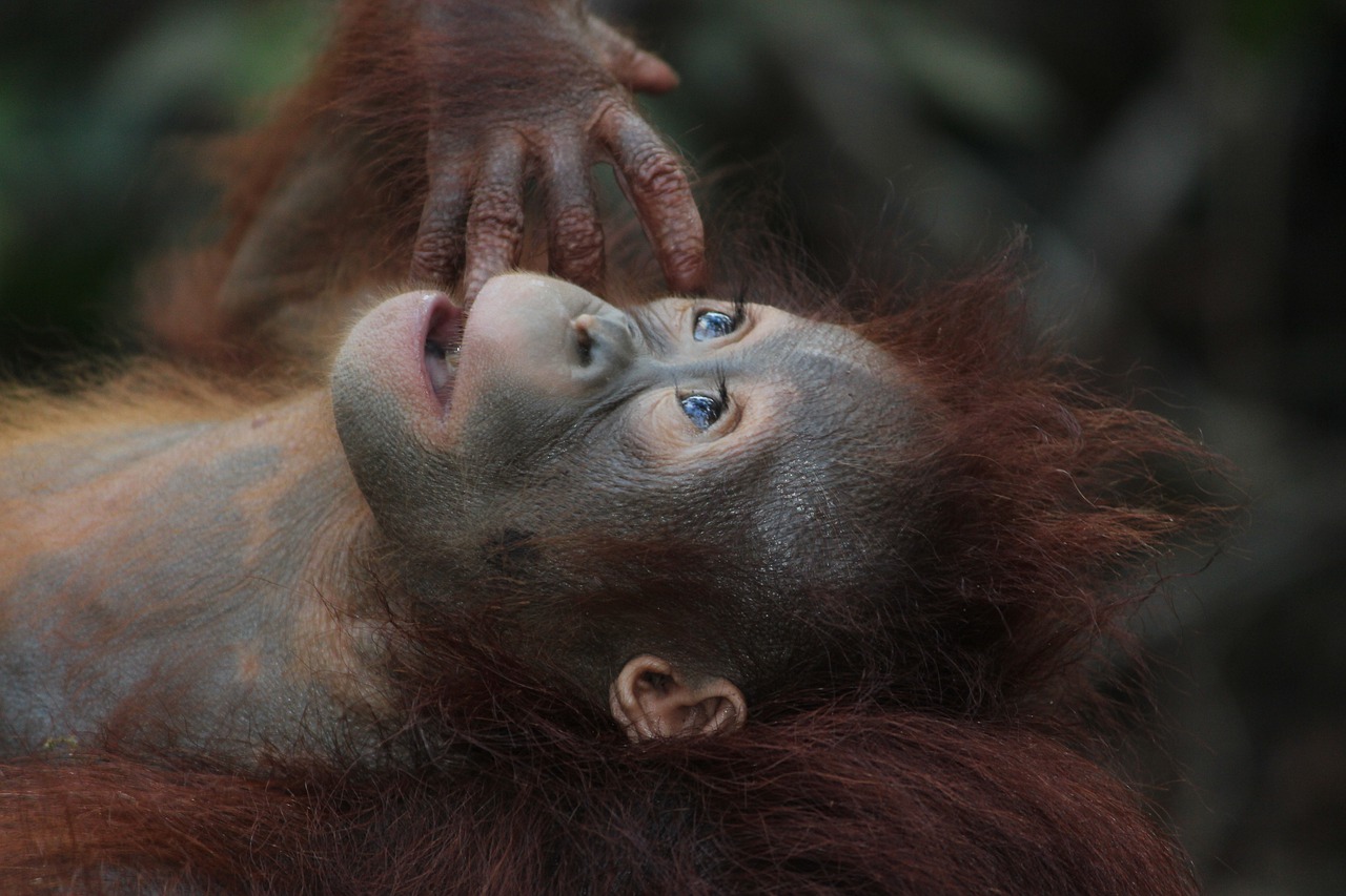 Laukinė Gamta, Žinduolis, Beždžionė, Primatas, Ape, Kūdikis, Orangutanas, Borneo, Gyvūnas, Laukiniai