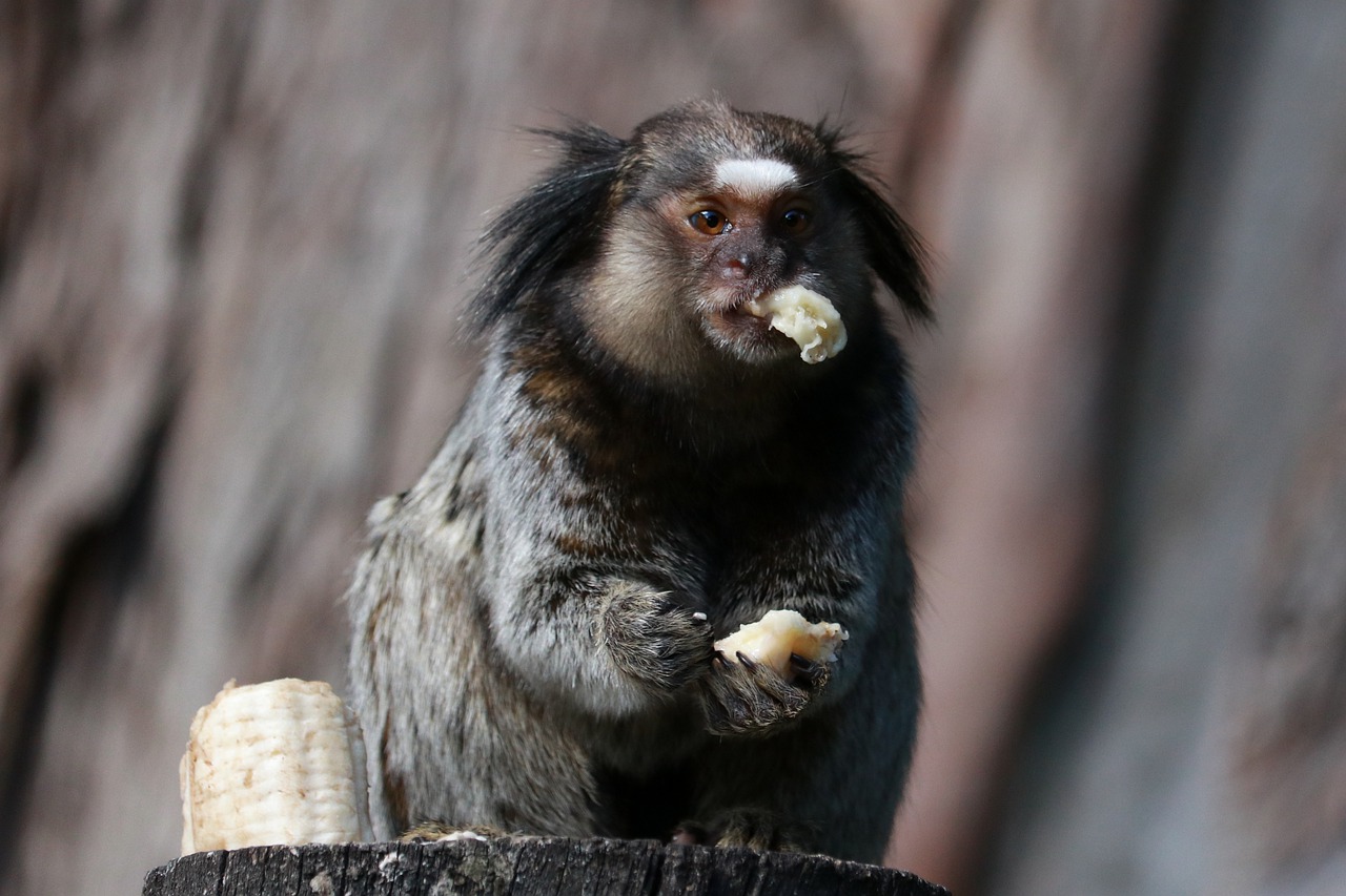 Laukinė Gamta, Beždžionė, Primatai, Žinduoliai, Portretas, Marmoset, Bananas, Maistas, Vaisiai, Soim