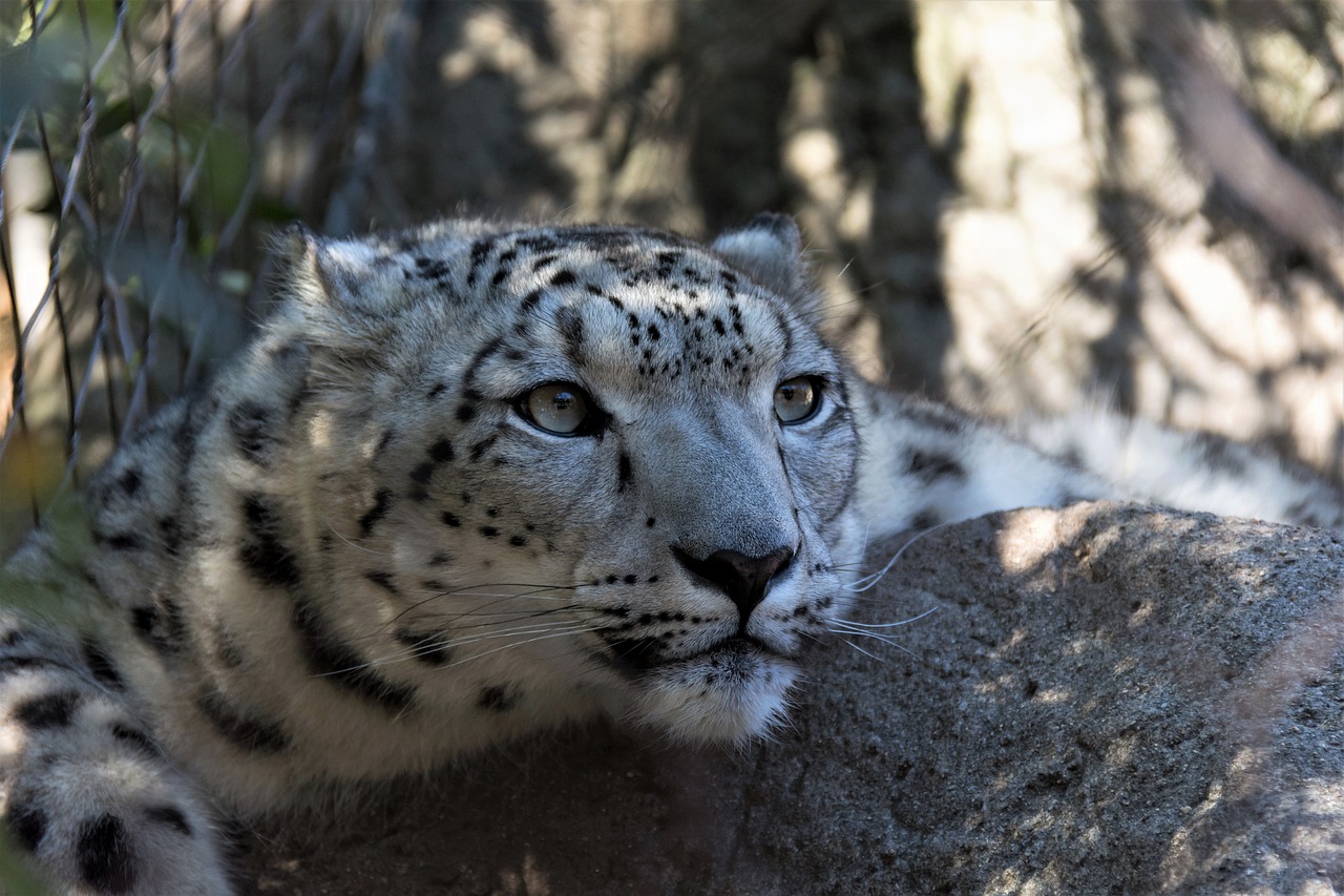 Laukinė Gamta,  Mėsėdis,  Gamta,  Gyvūnas,  Žinduolis,  Katė,  Zoologijos Sodas,  Leopardas,  Nykstančios Rūšys,  Be Honoraro Mokesčio